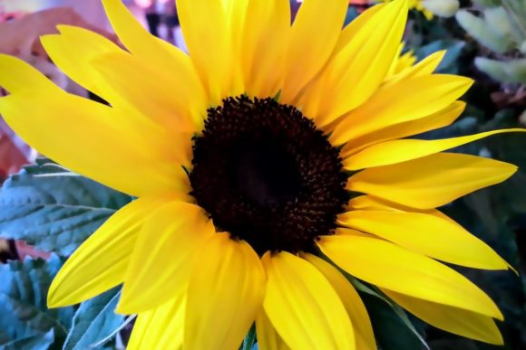 Embracing the Sunflower Yellow Flower Botanical Floral: A Trend in Design and Creativity