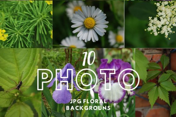 Exploring Summer Flower Download Photography: A Versatile Tool for Creatives
